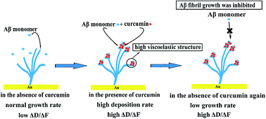 Graphical abstract: Curcumin induces structural change and reduces the growth of amyloid-β fibrils: a QCM-D study