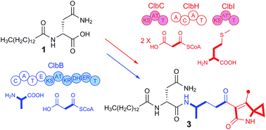 Graphical abstract: Two more pieces of the colibactin genotoxin puzzle from Escherichia coli show incorporation of an unusual 1-aminocyclopropanecarboxylic acid moiety
