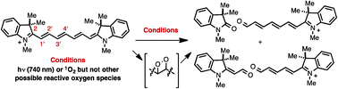 Graphical abstract: Reactive species involved in the regioselective photooxidation of heptamethine cyanines