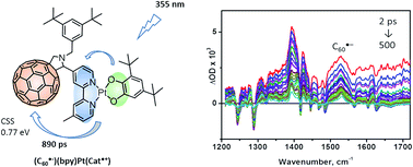 Graphical abstract: Stabilising the lowest energy charge-separated state in a {metal chromophore – fullerene} assembly: a tuneable panchromatic absorbing donor–acceptor triad