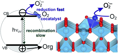 Graphical abstract: Highly efficient rutile TiO2 photocatalysts with single Cu(ii) and Fe(iii) surface catalytic sites