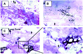 Graphical abstract: Application of biomaterials to in vitro pluripotent stem cell disease modeling of the skeletal system