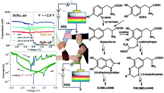 Graphical abstract: From commercial tyrosine polymers to a tailored polydopamine platform: concepts, issues and challenges en route to melanin-based bioelectronics