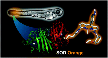 Graphical abstract: A highly selective fluorogenic probe for the detection and in vivo imaging of Cu/Zn superoxide dismutase