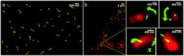 Graphical abstract: Observation of intracellular interactions between DNA origami and lysosomes by the fluorescence localization method