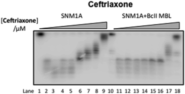 Graphical abstract: Cephalosporins inhibit human metallo β-lactamase fold DNA repair nucleases SNM1A and SNM1B/apollo