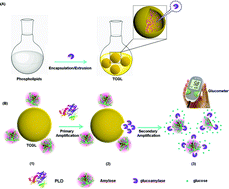 Graphical abstract: Target-controlled gating liposome “off–on” cascade amplification for sensitive and accurate detection of phospholipase D in breast cancer cells with a low-background signal
