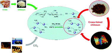 Graphical abstract: Access to cross-linked chitosans by exploiting CO2 and the double solvent-catalytic effect of ionic liquids