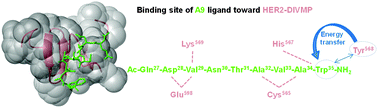 Graphical abstract: Structural identification of an HER2 receptor model binding pocket to optimize lead compounds: a combined experimental and computational approach