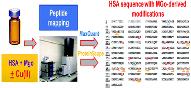 Graphical abstract: Effect of Cu(ii) on in vitro glycation of human serum albumin by methylglyoxal: a LC-MS-based proteomic approach