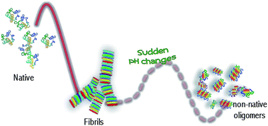 Graphical abstract: Back to the oligomeric state: pH-induced dissolution of concanavalin A amyloid-like fibrils into non-native oligomers