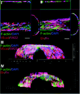 Graphical abstract: Three-dimensional culture of small-diameter vascular grafts