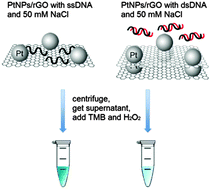 Graphical abstract: Platinum nanoparticles on reduced graphene oxide as peroxidase mimetics for the colorimetric detection of specific DNA sequence