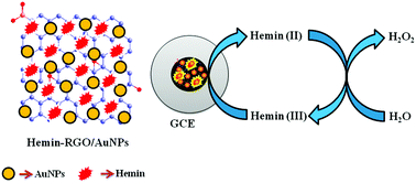 Graphical abstract: Highly stable biomolecule supported by gold nanoparticles/graphene nanocomposite as a sensing platform for H2O2 biosensor application