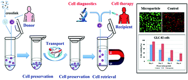 Graphical abstract: The hypothermic preservation of mammalian cells with assembling extracellular-matrix-mimetic microparticles