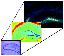 Graphical abstract: Direct label-free imaging of brain tissue using synchrotron light: a review of new spectroscopic tools for the modern neuroscientist