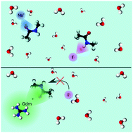 Graphical abstract: Anionic and cationic Hofmeister effects are non-additive for guanidinium salts