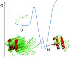 Graphical abstract: Direct examination of the relevance for folding, binding and electron transfer of a conserved protein folding intermediate