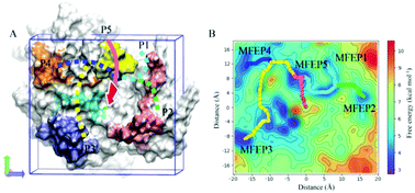 Graphical abstract: A molecular dynamics study of the complete binding process of meropenem to New Delhi metallo-β-lactamase 1