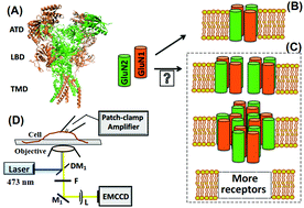 Graphical abstract: Revealing dynamically-organized receptor ion channel clusters in live cells by a correlated electric recording and super-resolution single-molecule imaging approach