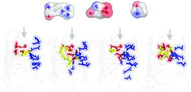 Graphical abstract: Free energy calculations and molecular properties of substrate translocation through OccAB porins