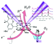 Graphical abstract: Surface enhanced resonance Raman spectroscopy of iron Hangman complexes on electrodes during electrocatalytic oxygen reduction: advantages and problems of common drycast methods