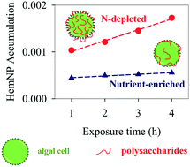 Graphical abstract: Influence of nitrogen limitation on the bioaccumulation kinetics of hematite nanoparticles in the freshwater alga Euglena intermedia