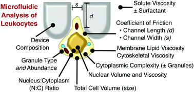 Graphical abstract: Microfluidic determination of lymphocyte vascular deformability: effects of intracellular complexity and early immune activation