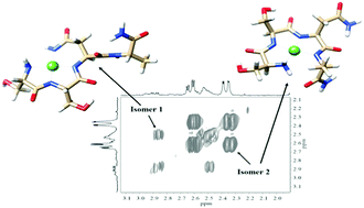 Graphical abstract: Complex formation of nickel(ii) and zinc(ii) ions with peptide fragments of rat amylin