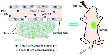 Graphical abstract: pH-Responsive fluorescent graphene quantum dots for fluorescence-guided cancer surgery and diagnosis