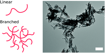 Graphical abstract: The effect of hyperbranched poly(acrylic acid)s on the morphology and size of precipitated nanoscale (fluor)hydroxyapatite