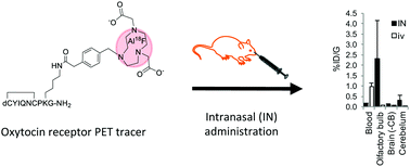 Graphical abstract: High-yielding 18F radiosynthesis of a novel oxytocin receptor tracer, a probe for nose-to-brain oxytocin uptake in vivo