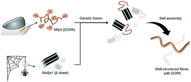 Graphical abstract: Self-assembled adhesive biomaterials formed by a genetically designed fusion protein