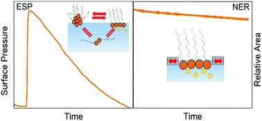 Graphical abstract: Thermodynamic versus non-equilibrium stability of palmitic acid monolayers in calcium-enriched sea spray aerosol proxy systems