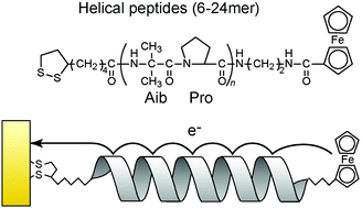 Graphical abstract: Effect of oscillation dynamics on long-range electron transfer in a helical peptide monolayer