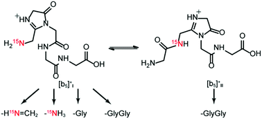 Graphical abstract: Loss of water from protonated polyglycines: interconversion and dissociation of the product imidazolone ions