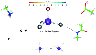 Graphical abstract: Factors governing when a metal-bound water is deprotonated in proteins