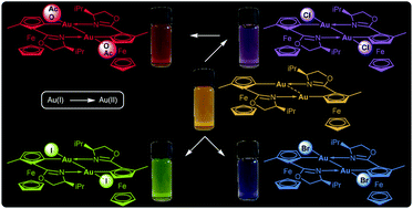 Graphical abstract: Diastereoselective synthesis, structure and reactivity studies of ferrocenyloxazoline gold(i) and gold(ii) complexes