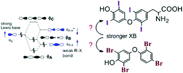 Graphical abstract: Halogen bonding from the bonding perspective with considerations for mechanisms of thyroid hormone activation and inhibition