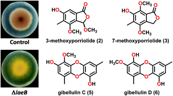 Graphical abstract: Deletion of a global regulator LaeB leads to the discovery of novel polyketides in Aspergillus nidulans