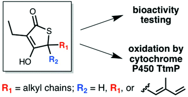 Graphical abstract: Synthesis, bioactivity, and enzymatic modification of antibacterial thiotetromycin derivatives