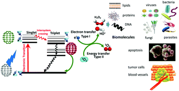 Graphical abstract: Fullerenes as photosensitizers in photodynamic therapy: pros and cons