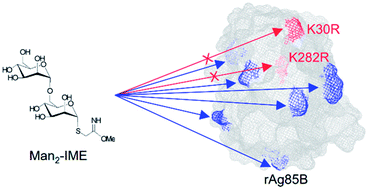 Graphical abstract: Rational design, preparation and characterization of recombinant Ag85B variants and their glycoconjugates with T-cell antigenic activity against Mycobacterium tuberculosis