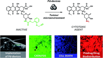 Graphical abstract: Bright insights into palladium-triggered local chemotherapy