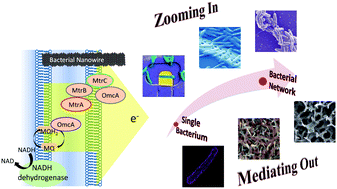 Graphical abstract: Nanostructured interfaces for probing and facilitating extracellular electron transfer