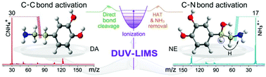 Graphical abstract: Selective C–C and C–N bond activation in dopamine and norepinephrine under deep ultraviolet laser irradiation