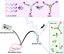 Graphical abstract: A ratiometric fluorescent DNA nanoprobe for cerebral adenosine triphosphate assay