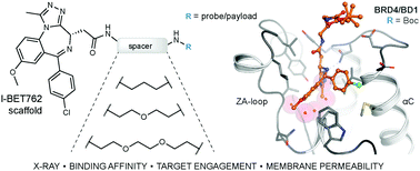 Graphical abstract: Evaluation of linker length effects on a BET bromodomain probe