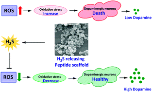 Graphical abstract: Controlled release of hydrogen sulfide significantly reduces ROS stress and increases dopamine levels in transgenic C. elegans