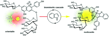 Graphical abstract: Biomimetic synthesis of nudicaulins I and II, yellow pigments from the Iceland poppy Papaver nudicaule